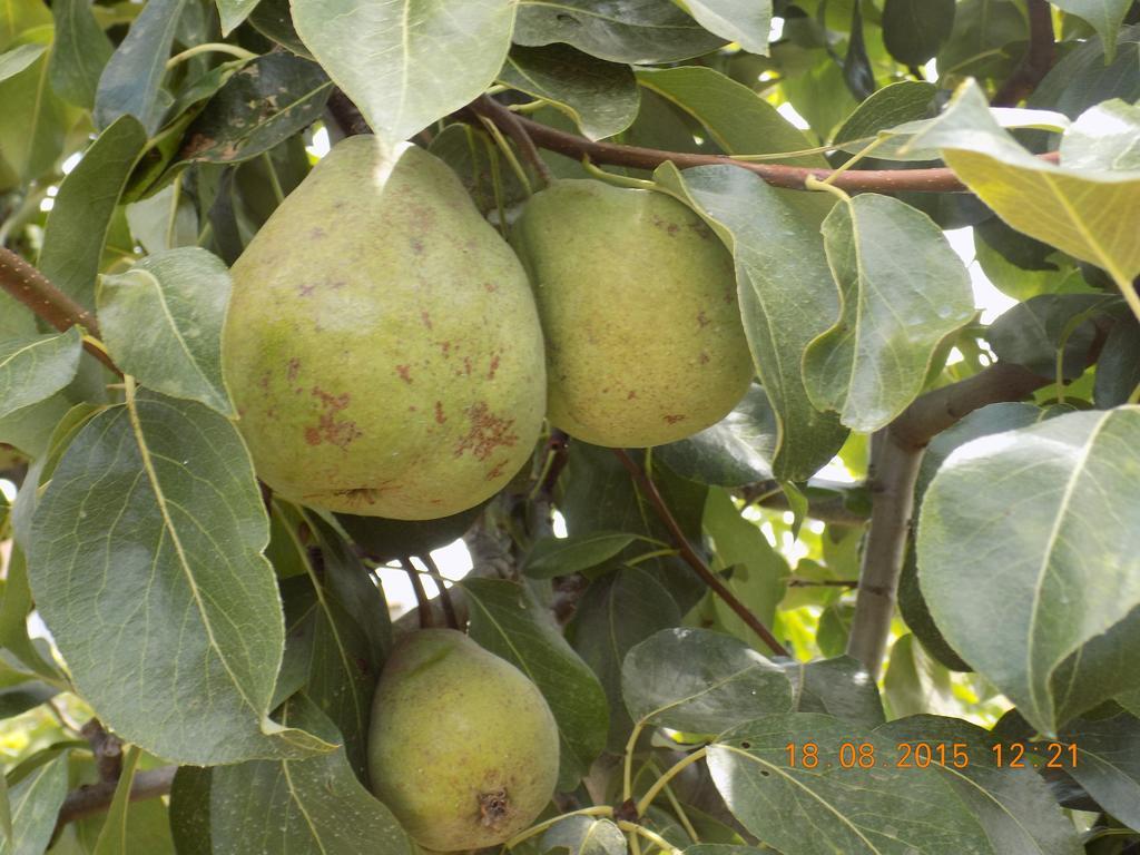 Bauernhof Casarao Dos Reis Caravela