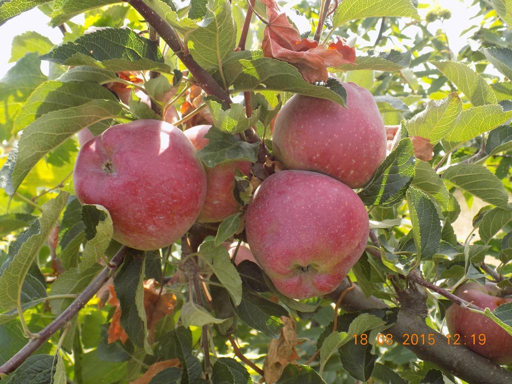 Casarao Dos Reis